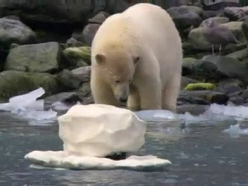 CAMERA CACHEE  OURS ESPIONNES(00h00m00s-00h42m01s)