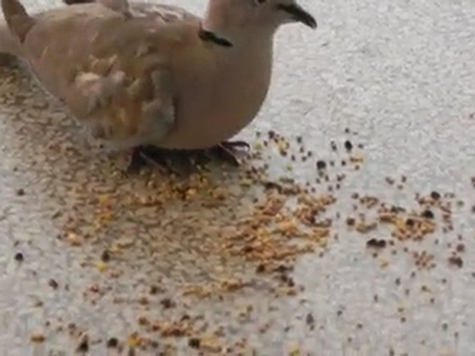 plume prend son repas