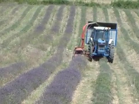 fauchage lavande Viens(1)