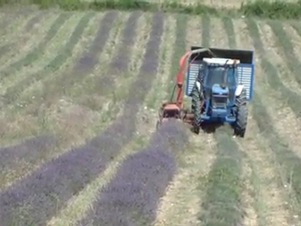 fauchage lavande Viens(1)