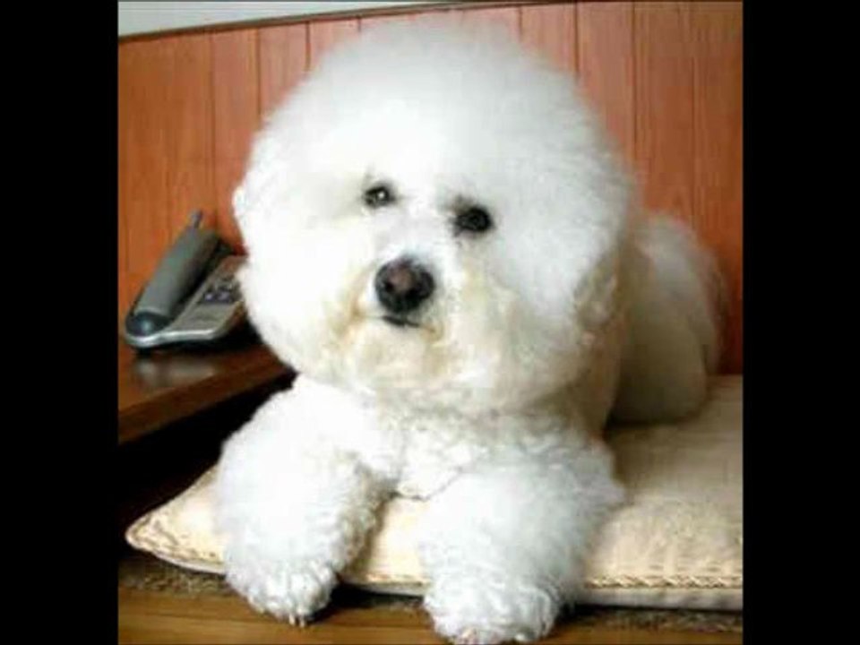 Bichon Frise Dog Breed Explained