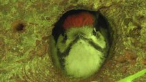 Great Spotted Woodpecker Chick at Tehidy Woods