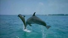 Dolphins - Love You Forever