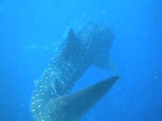 requin-baleine-maldives 2011