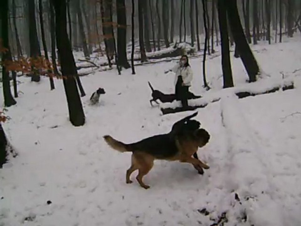 DOG- Time