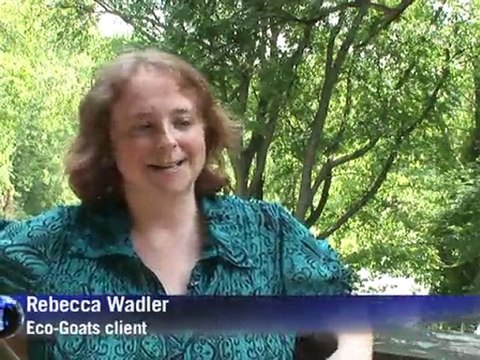 Arabic-web-Goats in demand for eco-friendly mowing