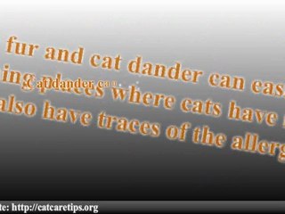 Cat Allergies