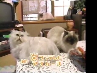 ミニ番組
