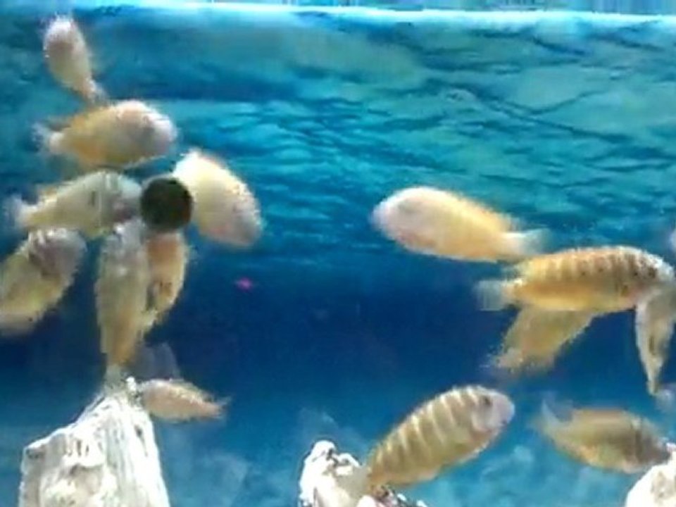 TROPHEUS İLANGİLERİM -2 (01/08/2011)