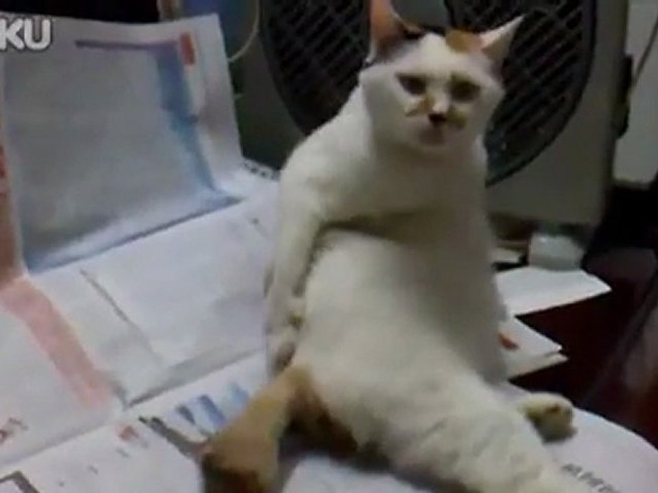 un chat se gratte le dos