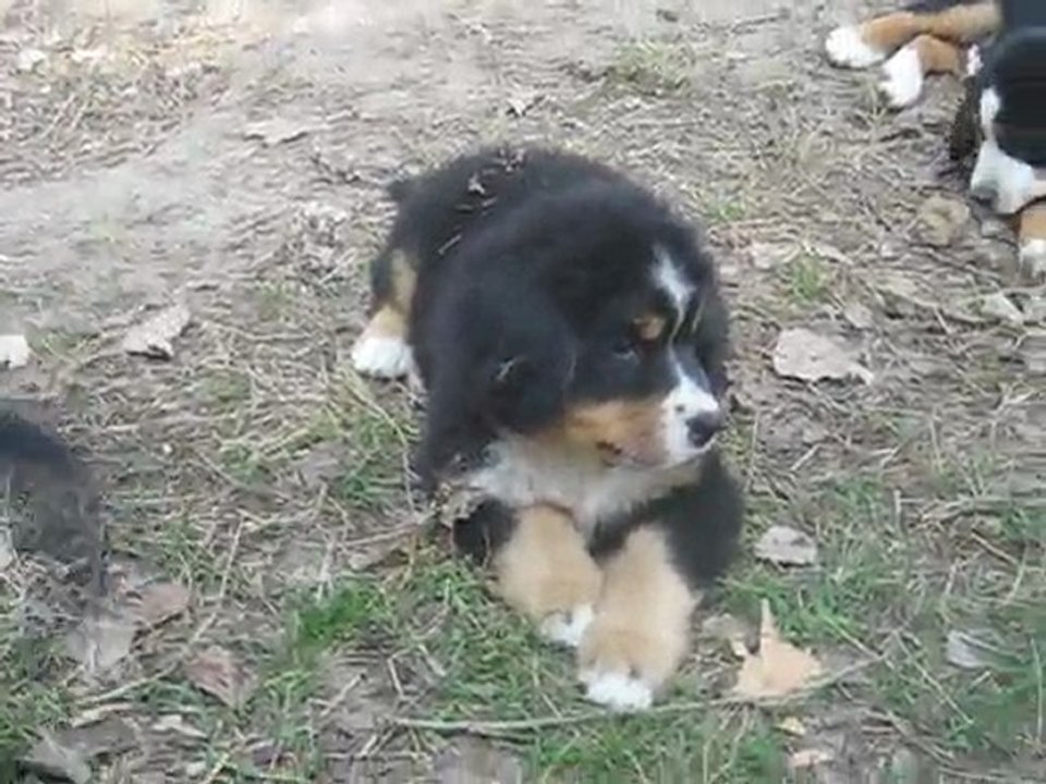 Portée mai 2011 Ewialn x Bosco - GIVE ME A KISS (sans collier) à 9 semaines