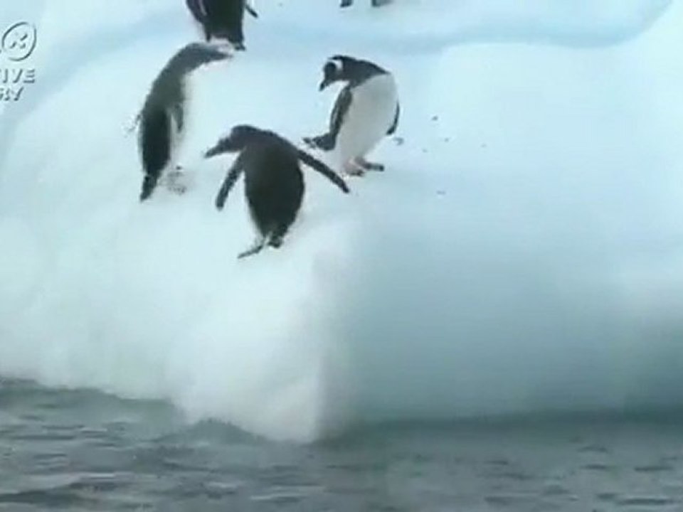 des manchots tentent de monter sur un iceberg