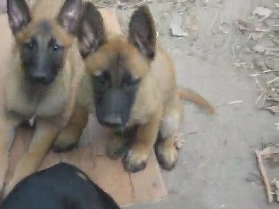 Portée mai 2011 Cahoko x Boris - Femelle GINGER STEEL (blanche) - 10 semaines