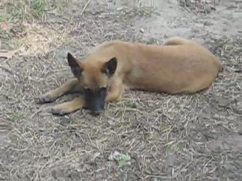 Portée mai 2011 Cahoko x Boris - Femelle GALAK STAR (noire) - 10 semaines