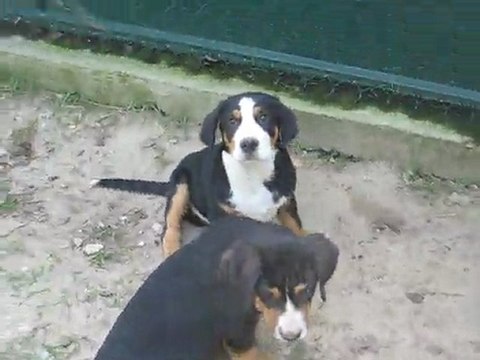 Portée mai 2011 Eclipse x Chorten - GALAAD PREUX CHEVALIER (turquoise) à 11 semaines