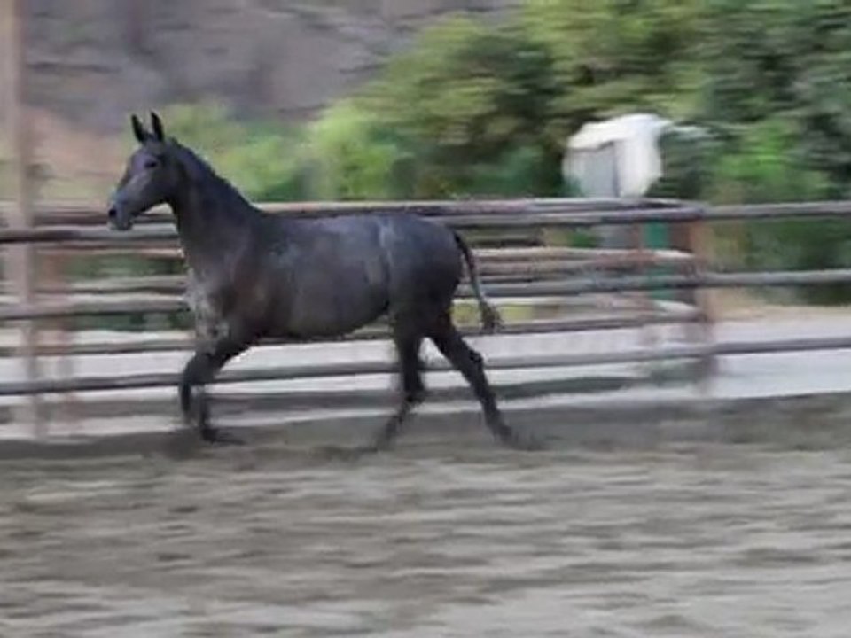 Jarapa DM 20072011