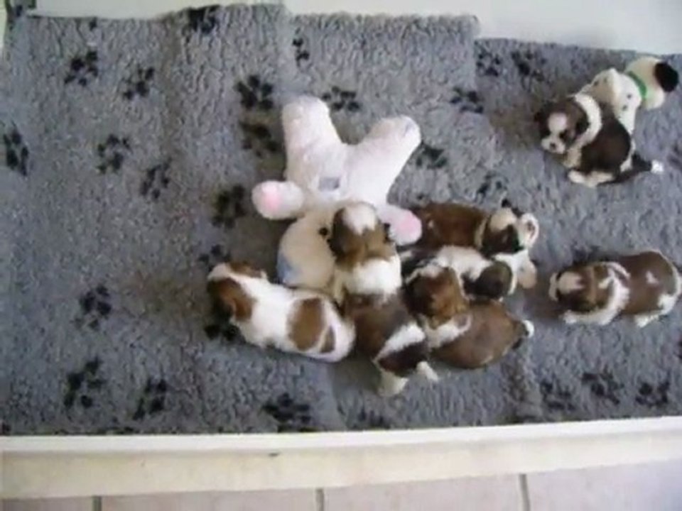 SSA43868 les bébés de chang tzi et bal-tai   a 3 semaines( nés le 09/07/2011)