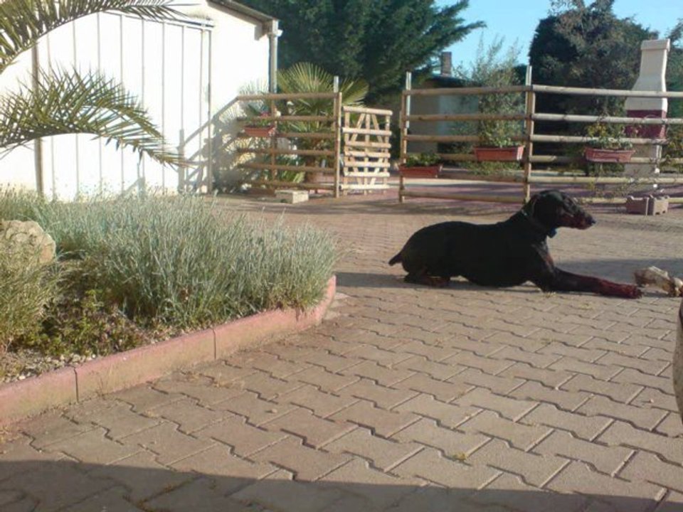 REX_notre dobermann