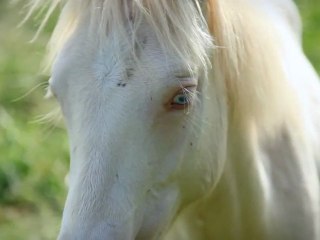 Un après-midi de mai à Sault Saint Remy