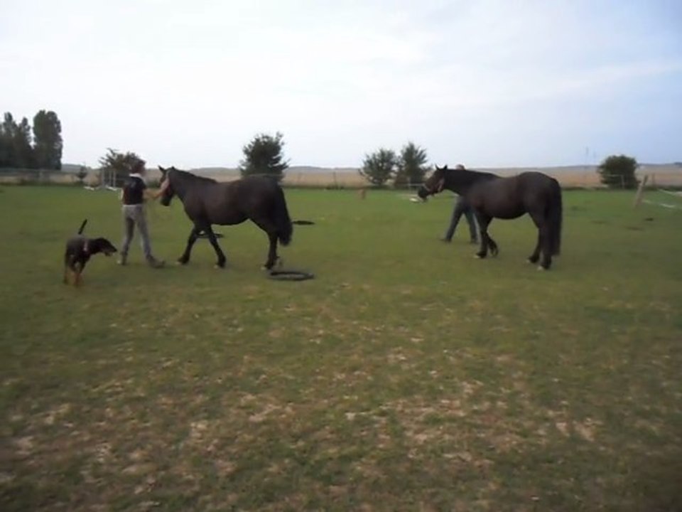 Poulains Mérens 2 ans. Pneus 30/07/2011.