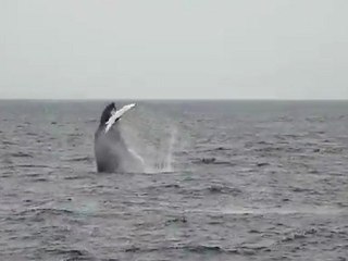 Whale watching off the coast of Boston