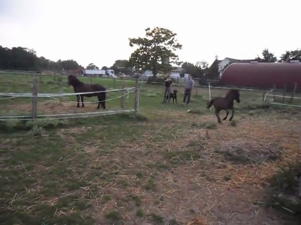 Pouliche BLUE NIGHT 2 mois adore les Paparazzi! 29/07/2011. SAM_1126