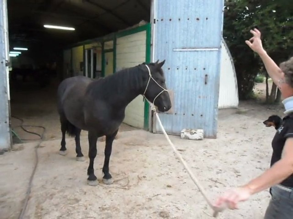 Poulain Mérens. Mes amis les chiens 29/07/2011. SAM_1128