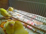 le petit canari nourri par sa maman ..canary family 17 days old