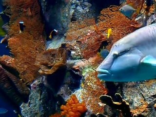 Samsung PL120, Compact yet full of memories!!