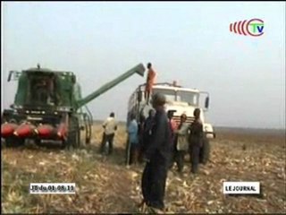 Récolte dans les champs de maïs de l’IPHD à Mouindi
