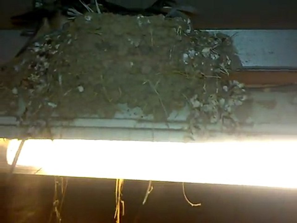 hirondelles nid 23 les oisillons sont pret pour leur envol 220620111113