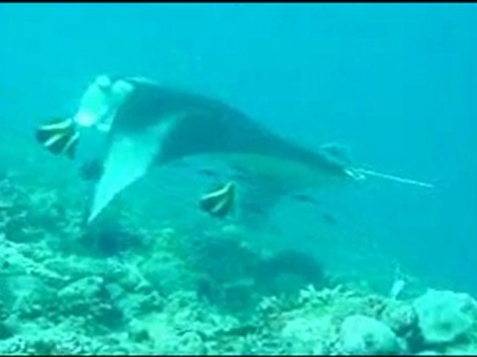 Maldives Mars 2011 blog.wmv