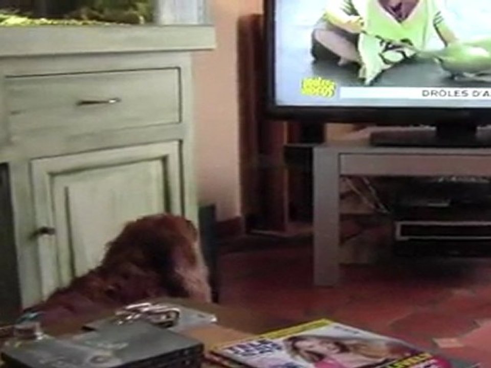 video (7)