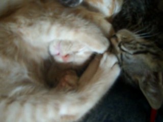 Douce paix, mortel silence....