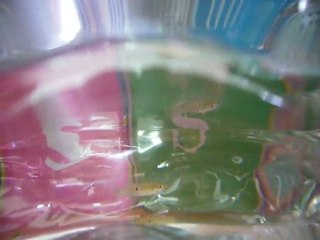 poeciliadae à identifier