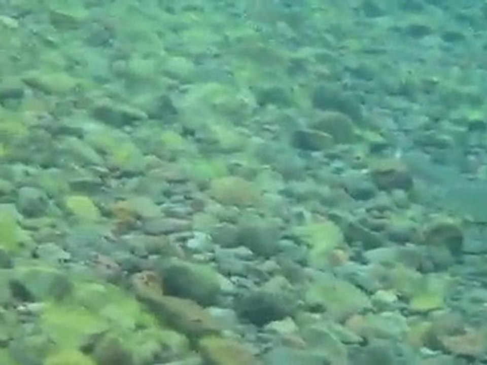 Fish Iceland