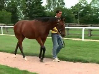 Lot 205 par Samum et Aretia - Haras du Mezeray
