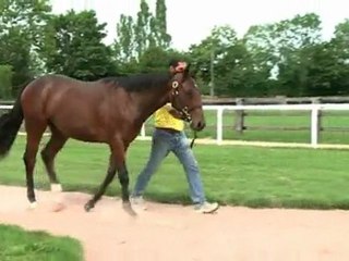 Lot 255 par Kheleyf / Elusive Flash - Haras du Mezeray