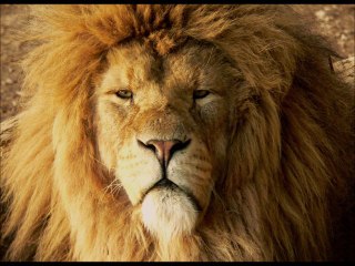 Lions of Judah by Xavhann