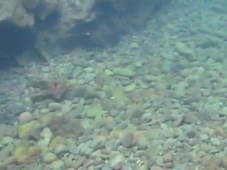 Pêche de l'omble arctique en Islande