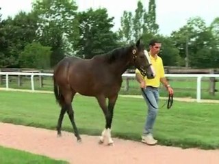 Lot 168 par Danehill Dancer et Straight Lass - Haras du Mezeray