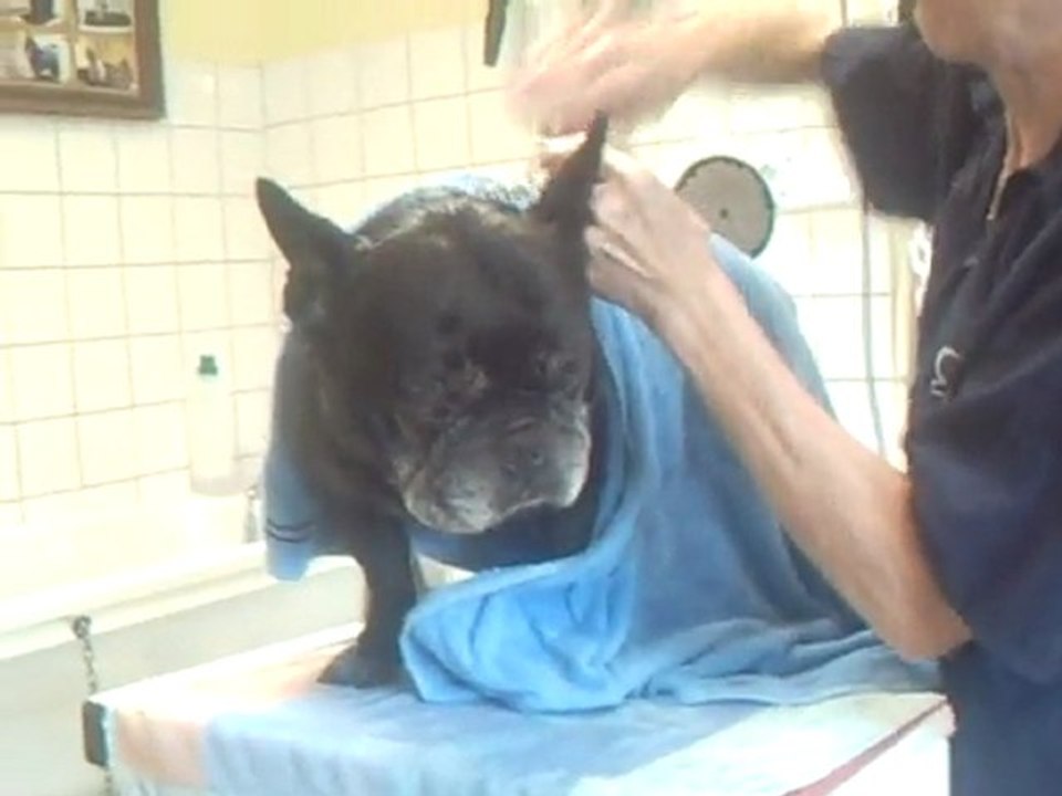 SALON TOILETTAGE REGARD CANIN TCHEKOV 1