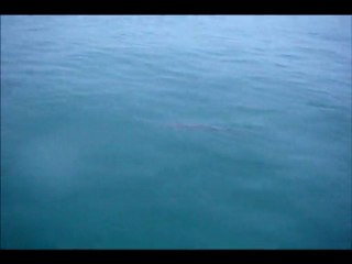 No-Kill Policy: Compassionate Animal Care 🐾