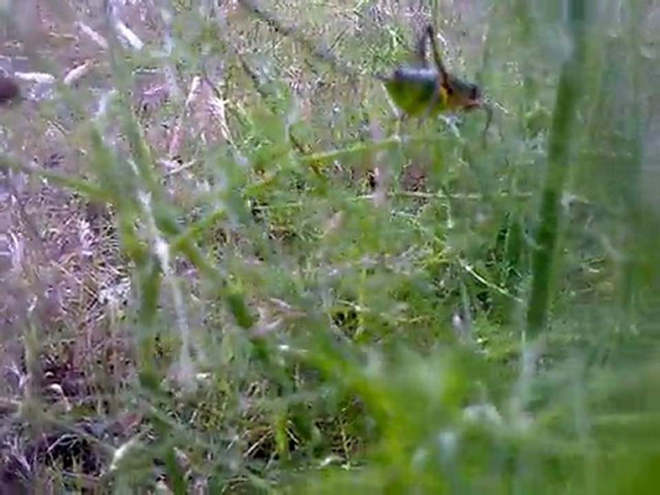 Boudrague sur fenouil sauvage 120620111090