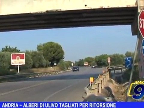 Andria | Alberi di ulivo tagliati per ritorsione