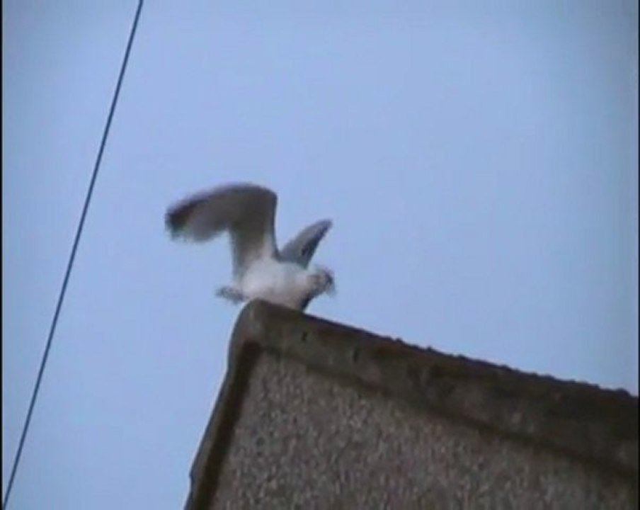 Seagull Eats 5 Live Bats