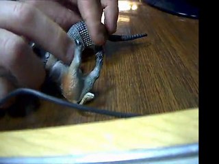 бой кабана и броненосца детям до 18