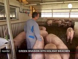 L'algue verte envahit la Bretagne