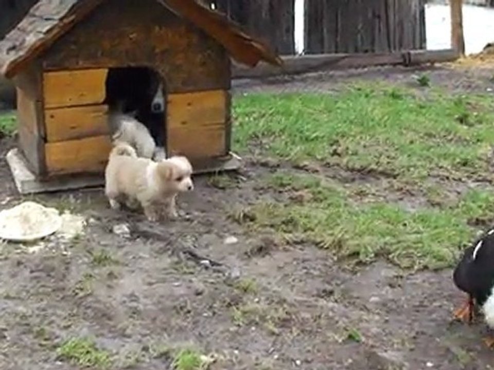 Puppy vs Ducks
