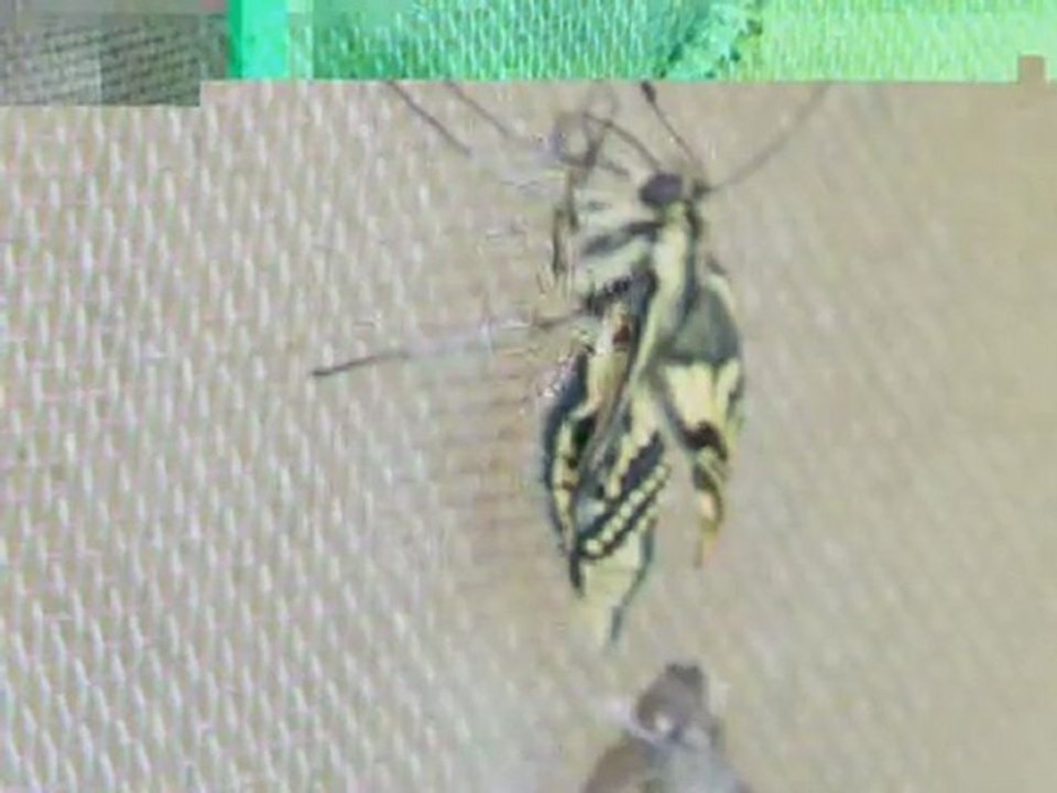 naissance papillo machaon